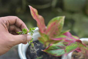 hand picks wild plants over the soil of aglaonema tree