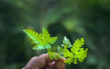 Fresh and green fern leafs  in the home garden isolated for fresh air illustration