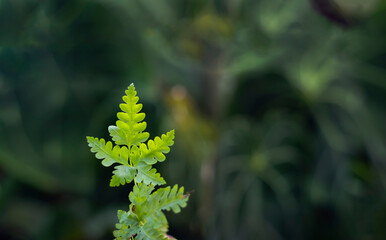 Fresh and green fern leafs  in the home garden isolated for fresh air illustration