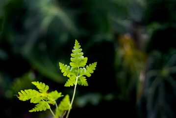 Fresh and green fern leafs  in the home garden isolated for fresh air illustration