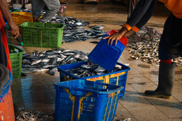 Semarang, Indonesia - April 9, 2022: Asian man scooping fish to put in basket at fish auction.