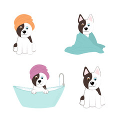Cute dog in the bathroom, in a towel, bathes, different eyes. Grooming
