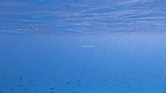 Houndfish Underwater near Water Surface in Maldives. Undersea Shot of Crocodile Needlefish in Indian Ocean.
