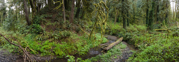 A tangle of trees and understory vegetation thrive in Tryon State Park, Lake Oswego, Oregon. This...