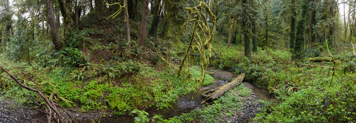 Obraz premium A tangle of trees and understory vegetation thrive in Tryon State Park, Lake Oswego, Oregon. This part of the country is home to temperate rainforests which serve as habitats for many species.