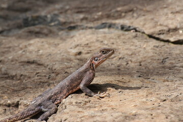 メスは地味です。レインボーアガマ