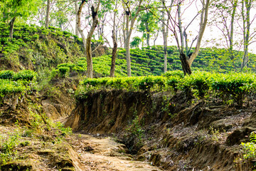 green tea plantation