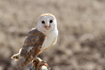 こっちを向いてるメンフクロウ