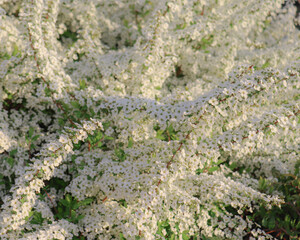 moss on the rocks