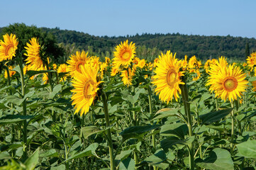 yellow flowers in the field