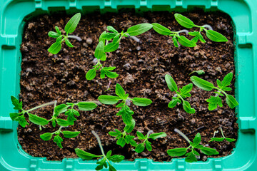 Sprouted seedlings, preparation for summer dacha season, growing vegetable plants.