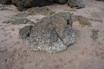 unique reef stone rock on the beach.