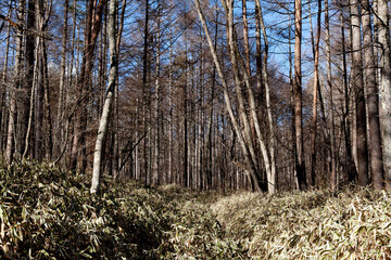 forest in autumn