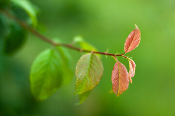 Close up of blurred summer green and red leafs on the branch on the left with blurred background Nature concept with copy space