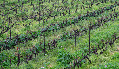 Fototapeta na wymiar Plantación de viñedos en el norte de la isla de Tenerife, Canarias
