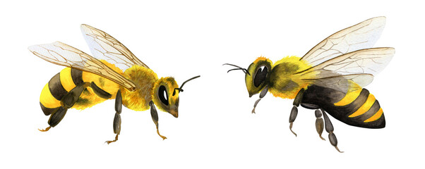 Watercolor bee illustration, Honeybee on a white background, Set isolated