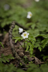 Wood anemone flower (Anemonoides nemorosa)