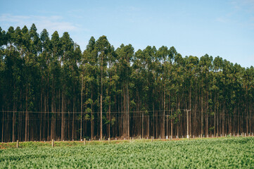 eucalyptus plantation, blue sky