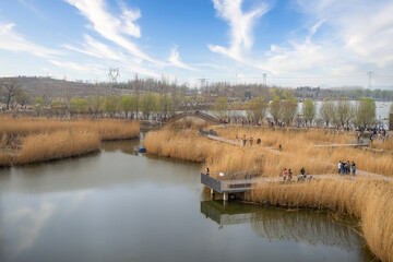 Fototapeta na wymiar Dry reeds for tourists in Wenyuhe Park, Beijing