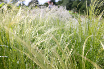 Wheat moving in wind on a sunny day in field