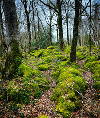 woodland and lakes in the lake district UK. Forests and streams, mountains and walkways