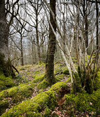 woodland and lakes in the lake district UK. Forests and streams, mountains and walkways