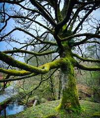 woodland and lakes in the lake district UK. Forests and streams, mountains and walkways