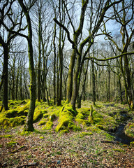 woodland and lakes in the lake district UK. Forests and streams, mountains and walkways