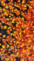 autumn leaves background