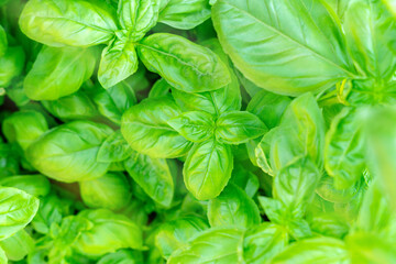 Green basil leaves close-up, ocimum basilicum seedling plant. The natural background of food. Selective focus