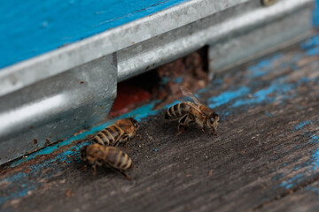 detailed view of working bees in a bee hive. blurred background. Close up of flying bees. Wooden beehive and bees.