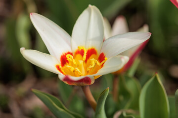 One little white tulip in sunlight in nature