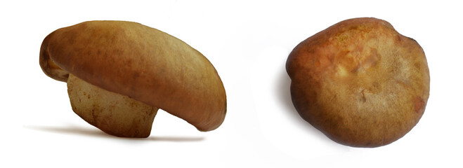 Yellow boletus  or weeping bolete, mushroom from the forest isolated on a white background. Fresh healthy gourmet food