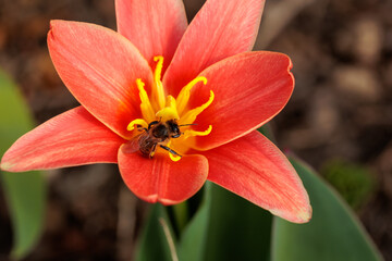 Fototapeta na wymiar small Red tulip with a bee. bee collects nectar