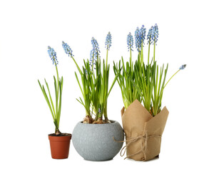 Pots with blooming grape hyacinth plants (Muscari) isolated on white