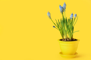 Pot with blooming grape hyacinth plant (Muscari) on yellow background
