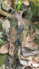 Waterfalls and landscapes in Pirenópolis