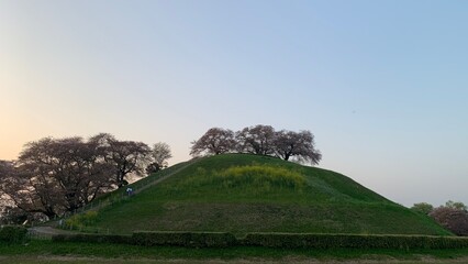 古墳と桜
