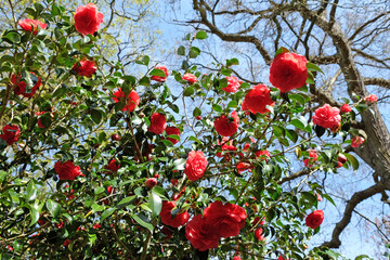 Red Camellia japonica ÔAnnaM.PageÕ in flower