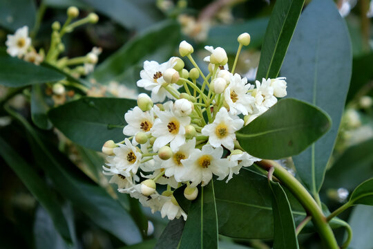Drimys winteri, the winter's bark or canelo in flower