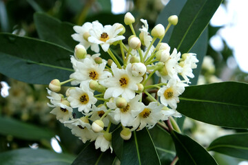 Drimys winteri, the winter's bark or canelo in flower