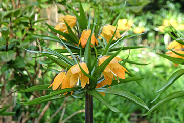 Yellow Fritillaria imperialis (Crown Imperial) in flower