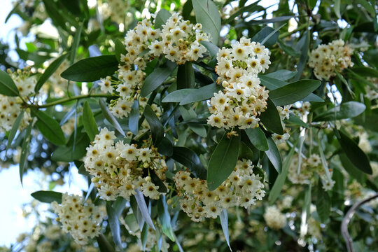 Drimys winteri, the winter's bark or canelo in flower