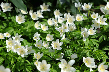 White Wood anemone, ladyÕs nightcap, in flower