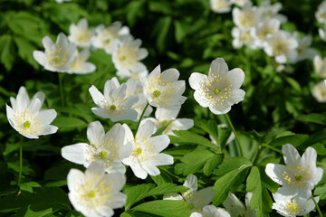 Obraz na płótnie Canvas White Wood anemone, ladyÕs nightcap, in flower