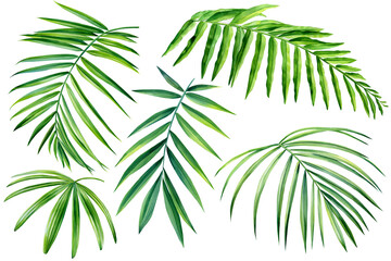 Watercolor set of tropical leaves on white background. palm leaf