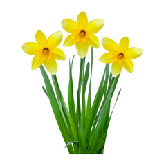 Bush of three daffodils isolated on white background. Bouquet of spring flowers.