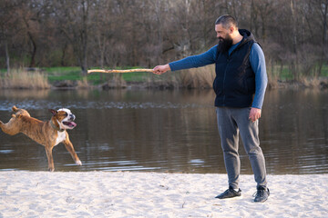 Man Plays with His English Bulldog Dog Outdoors Near River. Funny Dog Hops and Bites Wooden Stick His Owner Holds