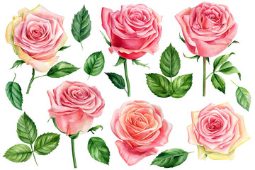 Set of pink roses, leaves and buds, floral elements on a white background, watercolor botanical painting