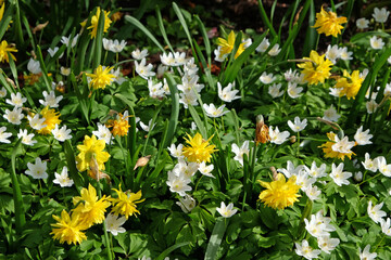 Obraz na płótnie Canvas White Wood anemones and Narcissus Tete Boucle in flower